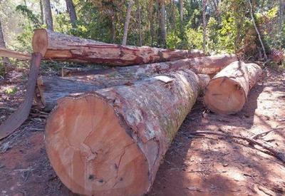 Polícia Federal termina operação contra desmatamento em parque indígena Polícia Federal termina operação contra desmatamento em parque indígena