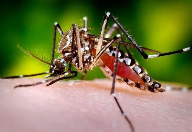 Imagem da noticia Número de casos de dengue em 2022 já é quase maior que o total de 2021