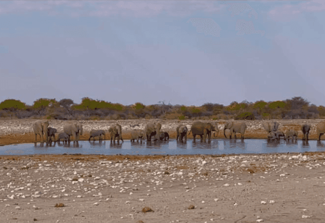 Zimbábue e Namíbia anunciam plano para abater elefantes e alimentar moradores em meio à seca Zimbábue e Namíbia anunciam plano para abater elefantes e alimentar moradores em meio à seca