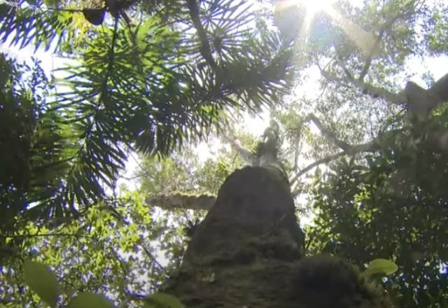 Imagem da noticia Árvores da Mata Atlântica sofrem ameaça de extinção