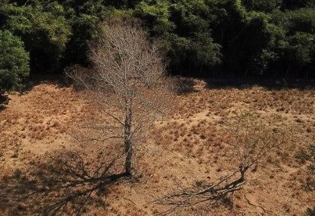 Imagem da noticia Pesquisa do Inpe mostra recordes de emissão de carbono na Amazônia