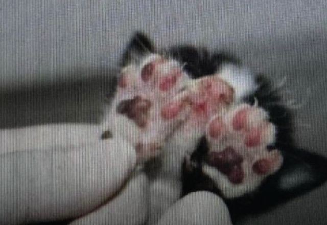 Imagem da noticia Polícia Civil prende mulher por queimar filhotes de gato em Manaus