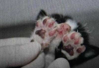 Polícia Civil prende mulher por queimar filhotes de gato em Manaus Polícia Civil prende mulher por queimar filhotes de gato em Manaus