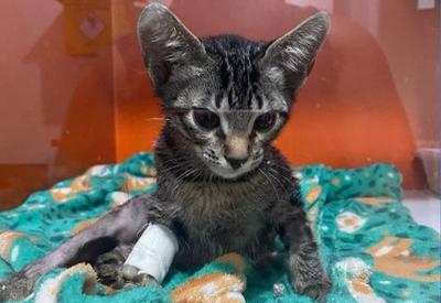 Psicólogo é indiciado por adotar e praticar “experimentos” em gatos Psicólogo é indiciado por adotar e praticar “experimentos” em gatos