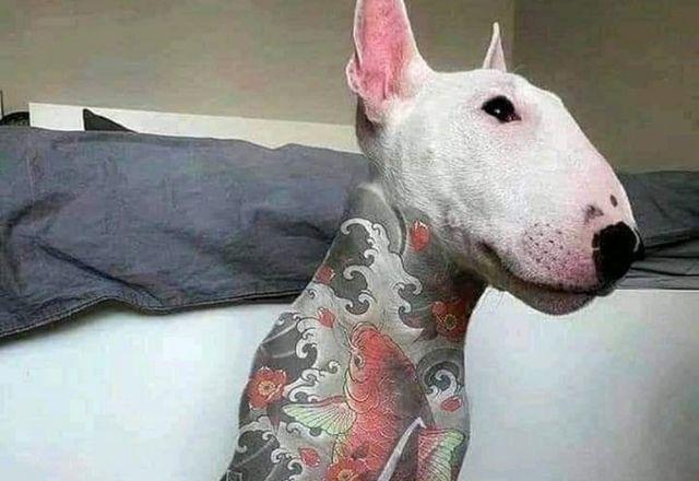 Governo publica lei que criminaliza tatuagens e piercings em cães e gatos Governo publica lei que criminaliza tatuagens e piercings em cães e gatos