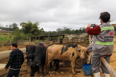Búfalos flagrados nadando no Rio Pinheiros são transferidos para haras em Suzano (SP) Búfalos flagrados nadando no Rio Pinheiros são transferidos para haras em Suzano (SP)