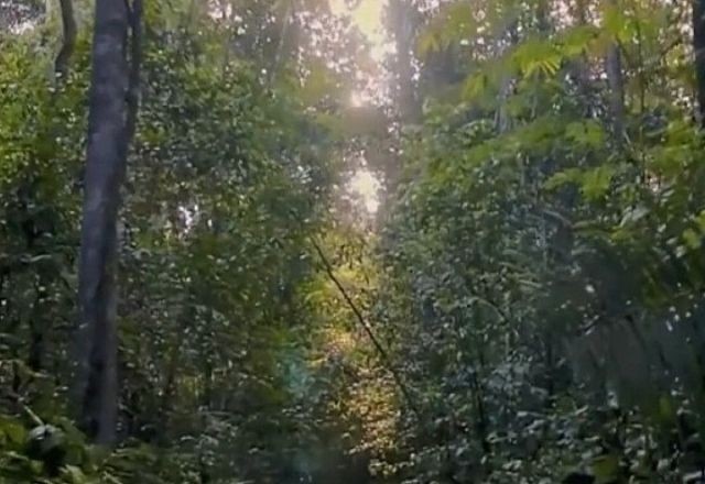 Imagem da noticia Norte recebe menos de 10% do orçamento federal para pesquisa em biodiversidade