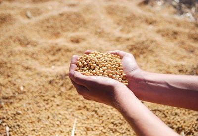 Plano Safra: R$ 340 bilhões para o agronegócio Plano Safra: R$ 340 bilhões para o agronegócio