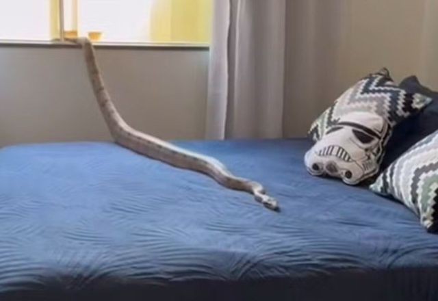 Imagem da noticia Jiboia de 1,5 metro é capturada em cima de cama em Unaí (MG)