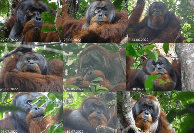 Imagem da noticia Orangotango selvagem é visto usando planta para curar ferida; veja vídeo