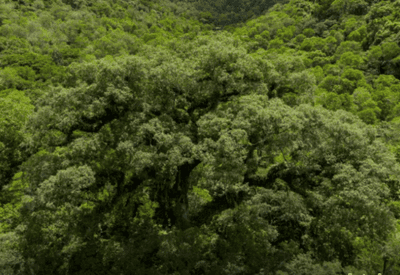 Mata Atlântica perde 2,4 milhões de hectares em 40 anos Mata Atlântica perde 2,4 milhões de hectares em 40 anos