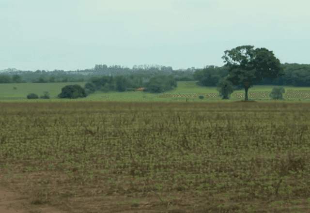 Integração entre lavoura e pecuária alinha sustentabilidade com compromisso climático brasileiro Integração entre lavoura e pecuária alinha sustentabilidade com compromisso climático brasileiro