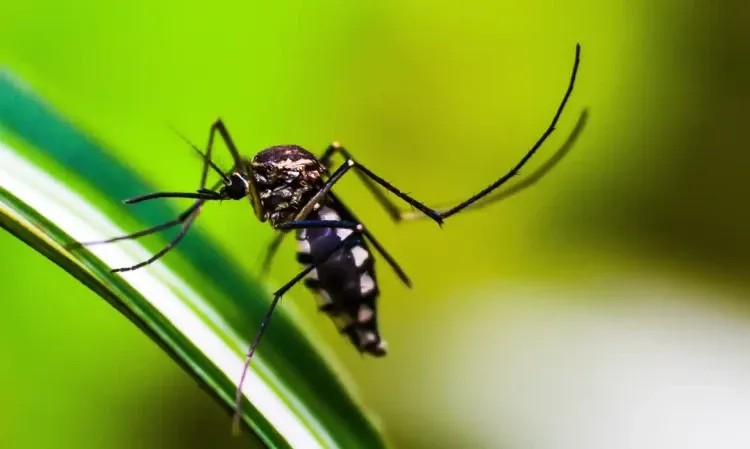 Imagem da noticia São Paulo tem primeiro caso de morte por chikungunya