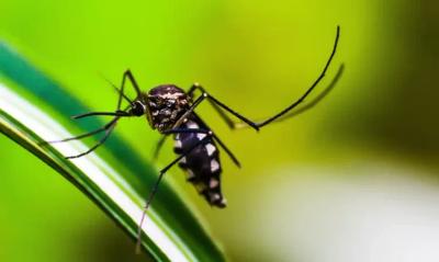 São Paulo tem primeiro caso de morte por chikungunya São Paulo tem primeiro caso de morte por chikungunya