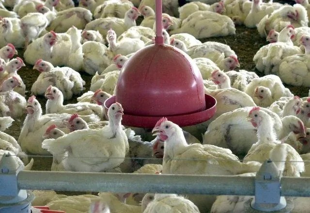 Imagem da noticia Brasil retoma exportações de carne de frango à Malásia, diz Ministério da Agricultura