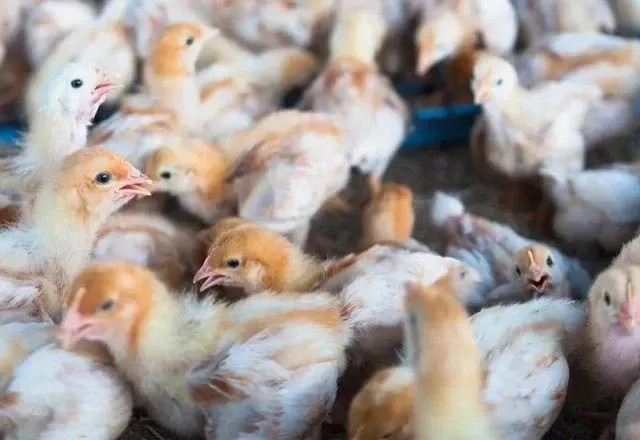 Imagem da noticia Gripe aviária: suspeita no Pará eleva para 5 o número de casos sob investigação no Brasil