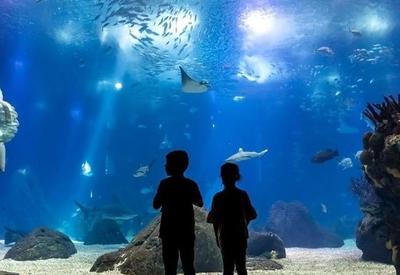 Portugal: conheça o Oceanário de Lisboa Portugal: conheça o Oceanário de Lisboa