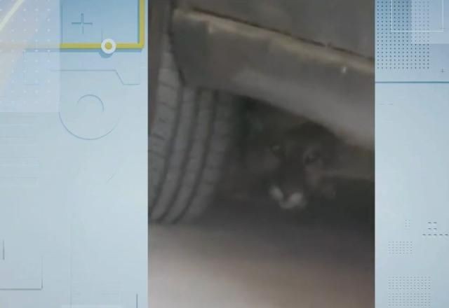 Imagem da noticia Onça invade casa e assusta moradores em Saquarema (RJ)