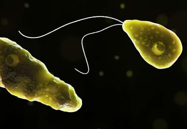 Paciente é diagnosticado com ameba "comedora de cérebro" na Flórida Paciente é diagnosticado com ameba "comedora de cérebro" na Flórida