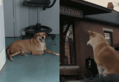 "Para Sempre ao Seu Lado" brasileiro: cão vive há 8 anos aguardando por dona que morreu em hospital "Para Sempre ao Seu Lado" brasileiro: cão vive há 8 anos aguardando por dona que morreu em hospital