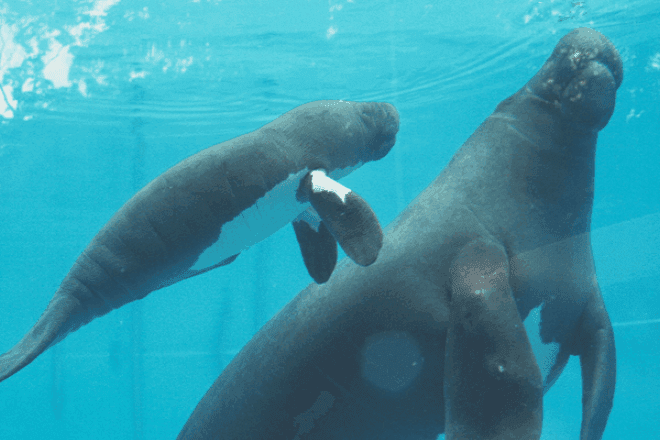 Peixes-bois nascem em centro de preservação após 5 anos sem nascimentos registrados Peixes-bois nascem em centro de preservação após 5 anos sem nascimentos registrados