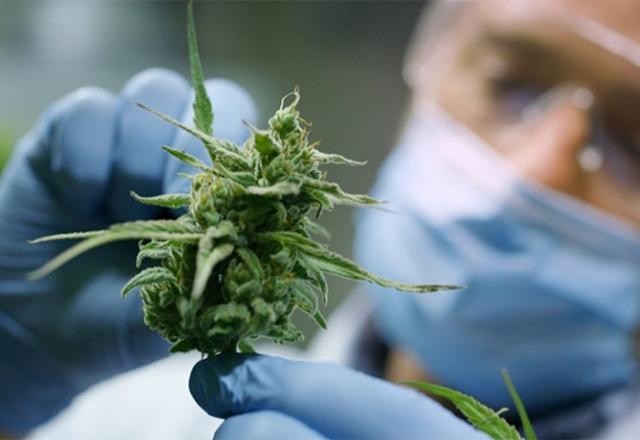 Imagem da noticia NFL pagará U$ 1 milhão para estudos sobre cannabis no tratamento de dor