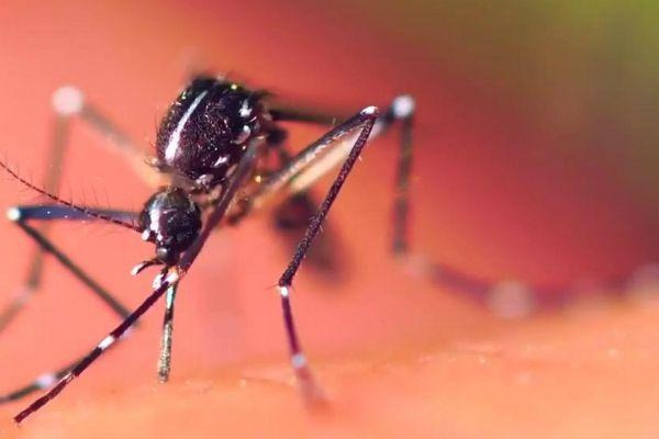 Pesquisadores descobrem nova solução para ajudar no combate à dengue Pesquisadores descobrem nova solução para ajudar no combate à dengue
