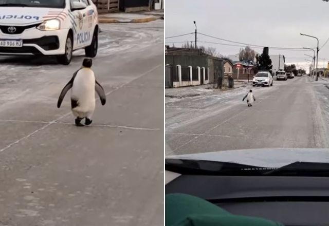 Vídeo: Pinguim aparece andando em rua na Argentina durante onda de frio Vídeo: Pinguim aparece andando em rua na Argentina durante onda de frio