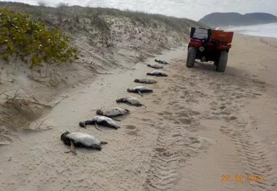 Quase 300 pinguins aparecem mortos em praias de Florianópolis Quase 300 pinguins aparecem mortos em praias de Florianópolis