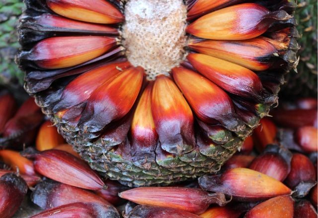 Imagem da noticia Pinhão: o sabor do inverno no Sul do Brasil