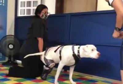 Pitbull Sansão, que teve patas mutiladas, ganha prótese Pitbull Sansão, que teve patas mutiladas, ganha prótese