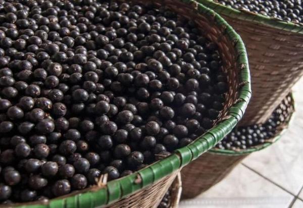 Imagem da notícia: Açaí a preço de ouro