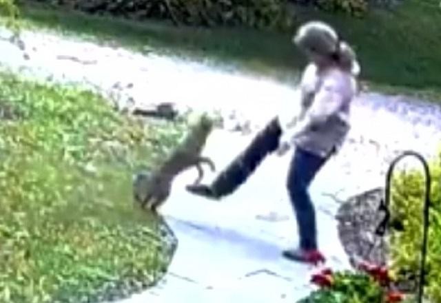 Imagem da noticia Flagra: mulher é atacada por raposa contaminada com raiva
