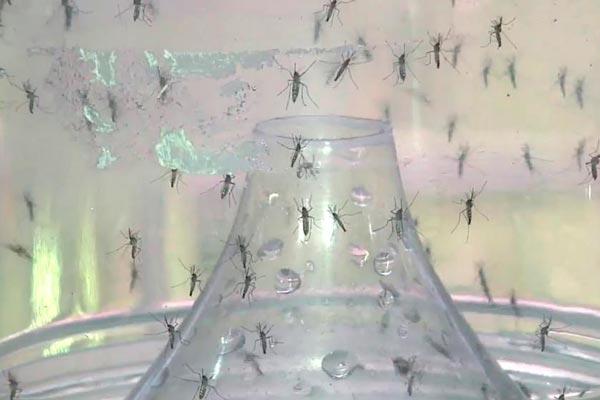Rio de Janeiro vive surto de Chikungunya Rio de Janeiro vive surto de Chikungunya