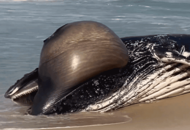 Baleia-jubarte de 7 metros é encontrada morta no Recreio dos Bandeirantes, na zona oeste do Rio Baleia-jubarte de 7 metros é encontrada morta no Recreio dos Bandeirantes, na zona oeste do Rio