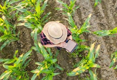 Trading agrícola lança plataforma de venda online de insumos Trading agrícola lança plataforma de venda online de insumos