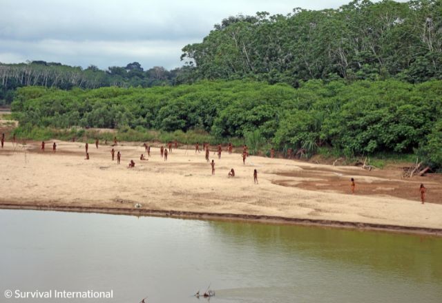 Imagem da noticia Vídeo mostra tribo isolada na Amazônia peruana perto de área de exploração madeireira