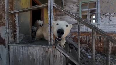 Vídeo: Ursos polares ocupam estação de pesquisa soviética abandonada na Rússia Vídeo: Ursos polares ocupam estação de pesquisa soviética abandonada na Rússia