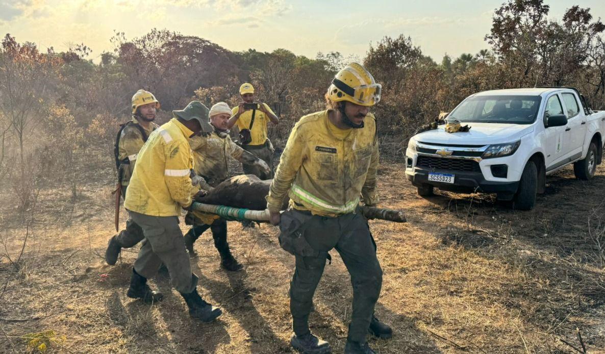 Duas antas são resgatadas em incêndio no Parque Nacional de Brasília Duas antas são resgatadas em incêndio no Parque Nacional de Brasília