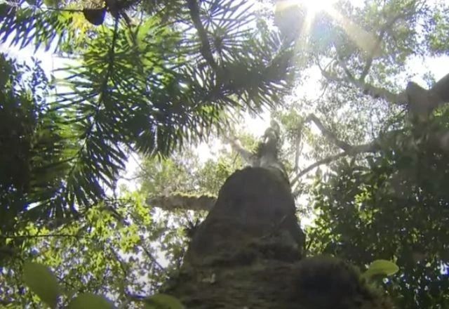 Imagem da noticia Mata Atlântica: Desmatamento cai 55% no 1º semestre de 2024