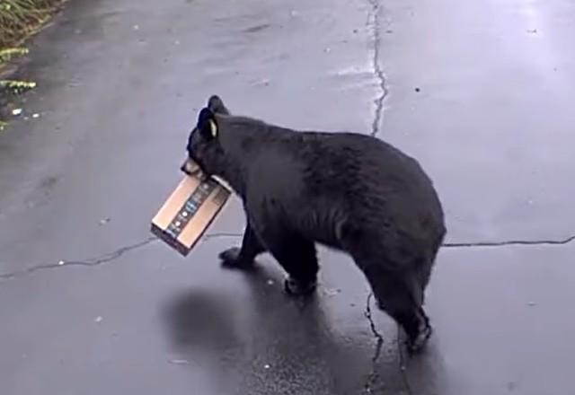 Imagem da noticia Urso é flagrado roubando encomenda nos Estados Unidos