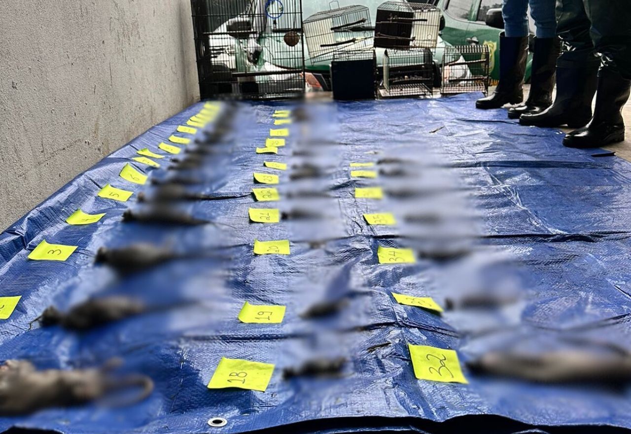 Imagem da noticia Cobasi é proibida de comercializar animais em shoppings após mortes em loja da rede no RS