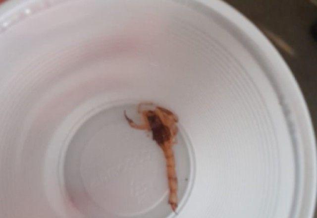 Mulher diz ter encontrado escorpião na fralda geriátrica do pai dentro de hospital em Minas Gerais Mulher diz ter encontrado escorpião na fralda geriátrica do pai dentro de hospital em Minas Gerais