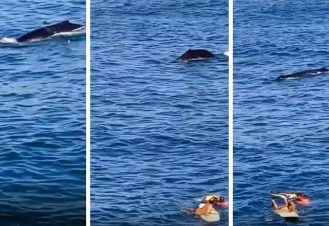 Imagem da noticia VÍDEO: Baleia surpreende e aparece durante resgate de pescador em Itacoatiara (RJ)