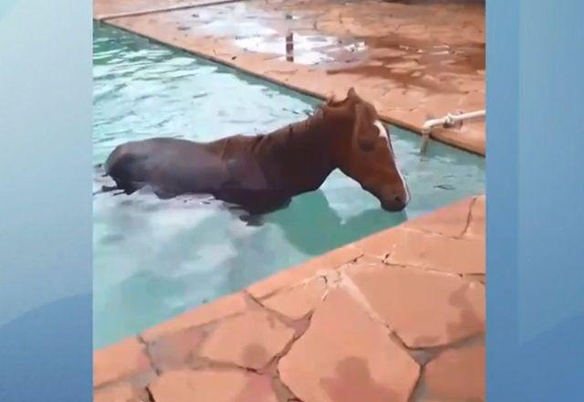 Flagra: Cavalo vai parar dentro de piscina e moradores fazem resgate Flagra: Cavalo vai parar dentro de piscina e moradores fazem resgate