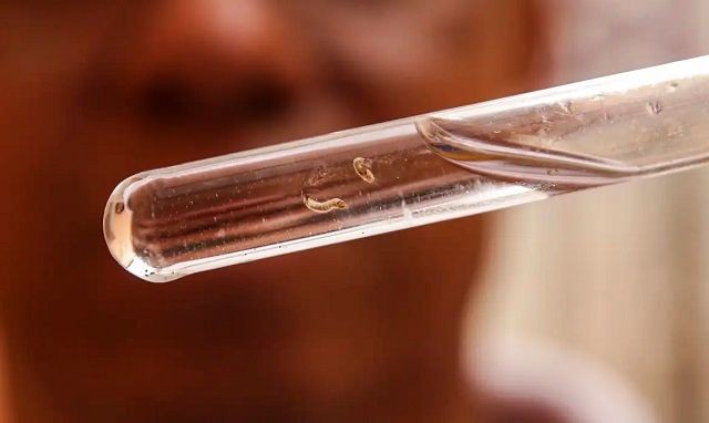 Imagem da noticia Casos de dengue ultrapassam 6,5 milhões no Brasil