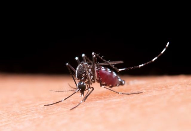 Imagem da noticia DF receberá hospital de campanha para tratamento da dengue; mais de 30 mil casos já foram notificados