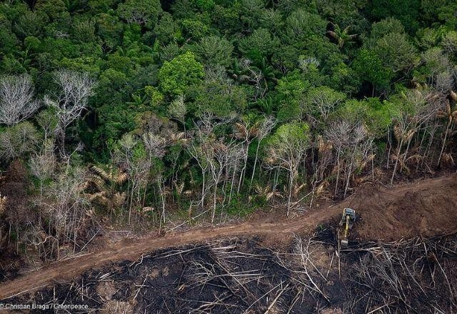 Imagem da noticia Taxa de desmatamento cai 30% na Amazônia e 25% no Cerrado, diz Inpe