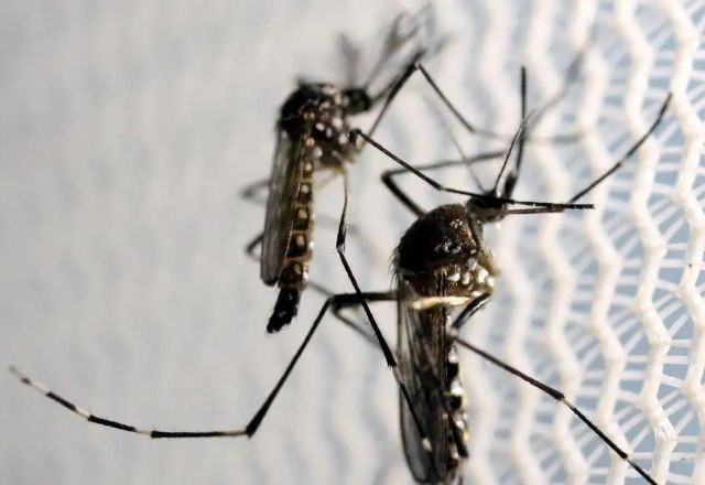 Imagem da noticia Governo de São Paulo confirma dois casos de febre oropouche no estado