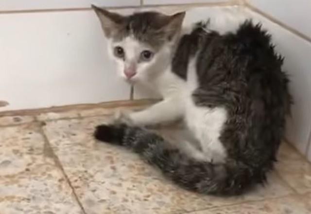 Imagem da noticia Gata atacada por três tigres é adotada por princesa de Dubai